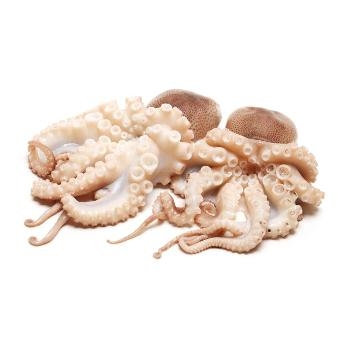 Adriatic Sea Octopus